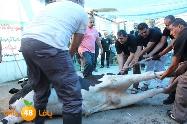 ada7y 116 n1 (22).JPG